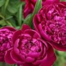 5 Pcs Peony Dark Purple Big Blooms Flower Seeds 5 Pcs Peony Dark Purple Big Blooms Flower Seeds