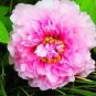 5 Pcs Peony Light Pink Compact Big Blooms Tree Seeds