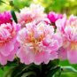 5 Pcs Peony Light Pink Compact Big Blooms Tree Seeds