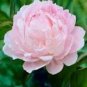 5 Pcs Peony Light Pink Compact Big Blooms Tree Seeds