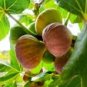 5 Pcs Rose Red Fig Ficus Carica Tree Fruits Seeds