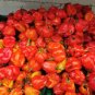 15 Pcs Scotch Bonnet Red (Yellow) Hot Pepper Vegetable Seeds