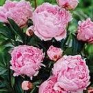 5 Pcs Peony Fully Pink Big Blooms Tree New Seeds
