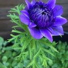 50 Pcs Dahlia Mixed Blue Colorful Perennial Flower Seeds