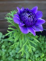 50 Pcs Dahlia Mixed Blue Colorful Perennial Flower Seeds