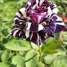 50 Pcs Rose Black Dargon Flower Seeds