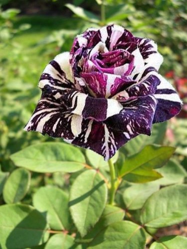 50 Pcs Rose Black Dargon Flower Seeds