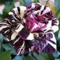 50 Pcs Rose Black Dargon Flower Seeds