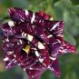 50 Pcs Rose Black Dargon Flower Seeds