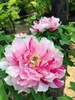 5 Pcs Peony Pink Petals with Dark Red Stripe Perennal Flower Seeds
