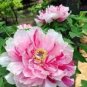 5 Pcs Peony Pink Petals with Dark Red Stripe Perennal Flower Seeds