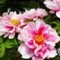 5 Pcs Peony Pink Petals with Dark Red Stripe Perennal Flower Seeds