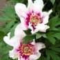 5 Pcs Peony Pink Petals with Dark Red Stripe Perennal Flower Seeds