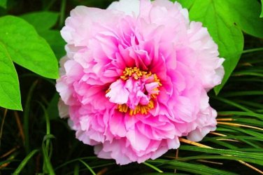 5 Pcs Peony Rose Water Pink Petals Flower Seeds