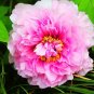 5 Pcs Peony Rose Water Pink Petals Flower Seeds