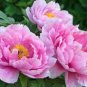 5 Pcs Peony Rose Water Pink Petals Flower Seeds