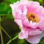 5 Pcs Peony Rose Water Pink Petals Flower Seeds