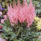 100 Pcs Pink Astilbe Chinensis Flower Seeds