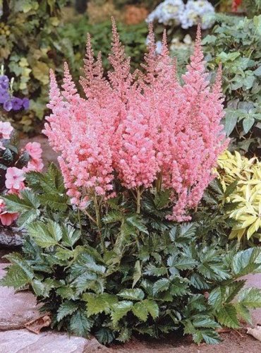 100 Pcs Pink Astilbe Chinensis Flower Seeds
