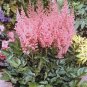 100 Pcs Pink Astilbe Chinensis Flower Seeds