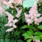 100 Pcs Pink Astilbe Chinensis Flower Seeds