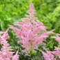 100 Pcs Pink Astilbe Chinensis Flower Seeds