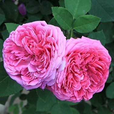 5 Pcs Peony Chinese Rose-typed Rose Pink Flower Seeds