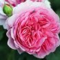 5 Pcs Peony Chinese Rose-typed Rose Pink Flower Seeds
