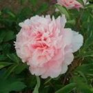 5 Pcs Peony Mr.zhao Pink Big Blooms Flower Seeds