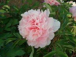 5 Pcs Peony Mr.zhao Pink Big Blooms Flower Seeds