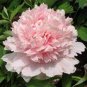 5 Pcs Peony Mr.zhao Pink Big Blooms Flower Seeds