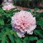 5 Pcs Peony Mr.zhao Pink Big Blooms Flower Seeds