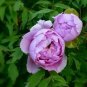 5 Pcs Peony Purple European Rose-typed Flower Seeds