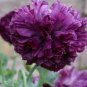 5 Pcs Peony 'Shou An Hong' Dark Purplish Red Flower Seeds