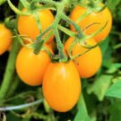 100 Pcs Cherry Tomato 'Yellow Grape' Fruit Seeds