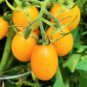 100 Pcs Cherry Tomato 'Yellow Grape' Fruit Seeds