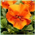 30 Pcs Pansy Orange Perenial Flower Seeds 30 Pcs Pansy Orange Perenial Flower Seeds