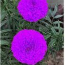 100 Pcs Purplish Blue Marigold Perennial Flower Seeds