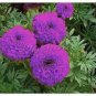 100 Pcs Purplish Blue Marigold Perennial Flower Seeds