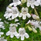 100 Pcs Penstemon Beardtongues Semi-evergreen Perennials Flower Seeds 100 Pcs Penstemon Beardtongues Semi-evergreen Perennials Flower Seeds