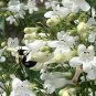 100 Pcs Penstemon Beardtongues Semi-evergreen Perennials Flower Seeds