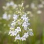 100 Pcs Penstemon Beardtongues Semi-evergreen Perennials Flower Seeds