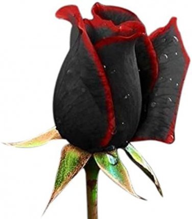 50 Pcs Rose Black Dark Red Blood White Red Blue Mixed Perennial Climbing Flower