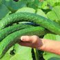 50 Pcs Cucumber Japanese Crisp Tender Tasty Vegetable