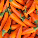 20 Pcs Chilli Bulgarian Carrot Hot Pepper Seeds 20 Pcs Chilli Bulgarian Carrot Hot Pepper Seeds