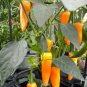 20 Pcs Chilli Bulgarian Carrot Hot Pepper Seeds