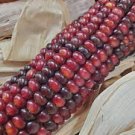 10 Pcs Corn 'Bloody Butcher' Organic Seeds