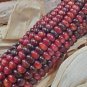 10 Pcs Corn 'Bloody Butcher' Organic Seeds