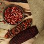 10 Pcs Corn 'Bloody Butcher' Organic Seeds