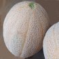 20 Pcs Sweet Melon Canteloupe Retato Delgi Fruit Seeds